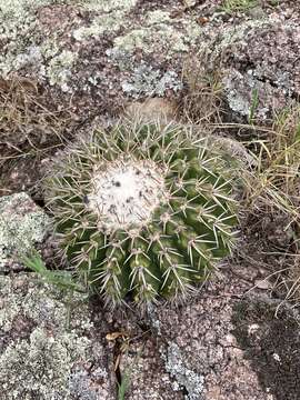 Image of Parodia langsdorffii (Lehm.) D. R. Hunt