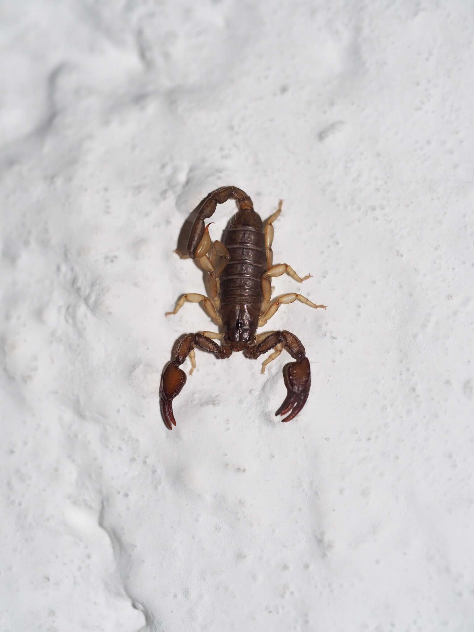 Euscorpius scaber Birula 1900 resmi