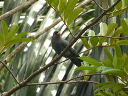 Image of Black-fronted Nunbird