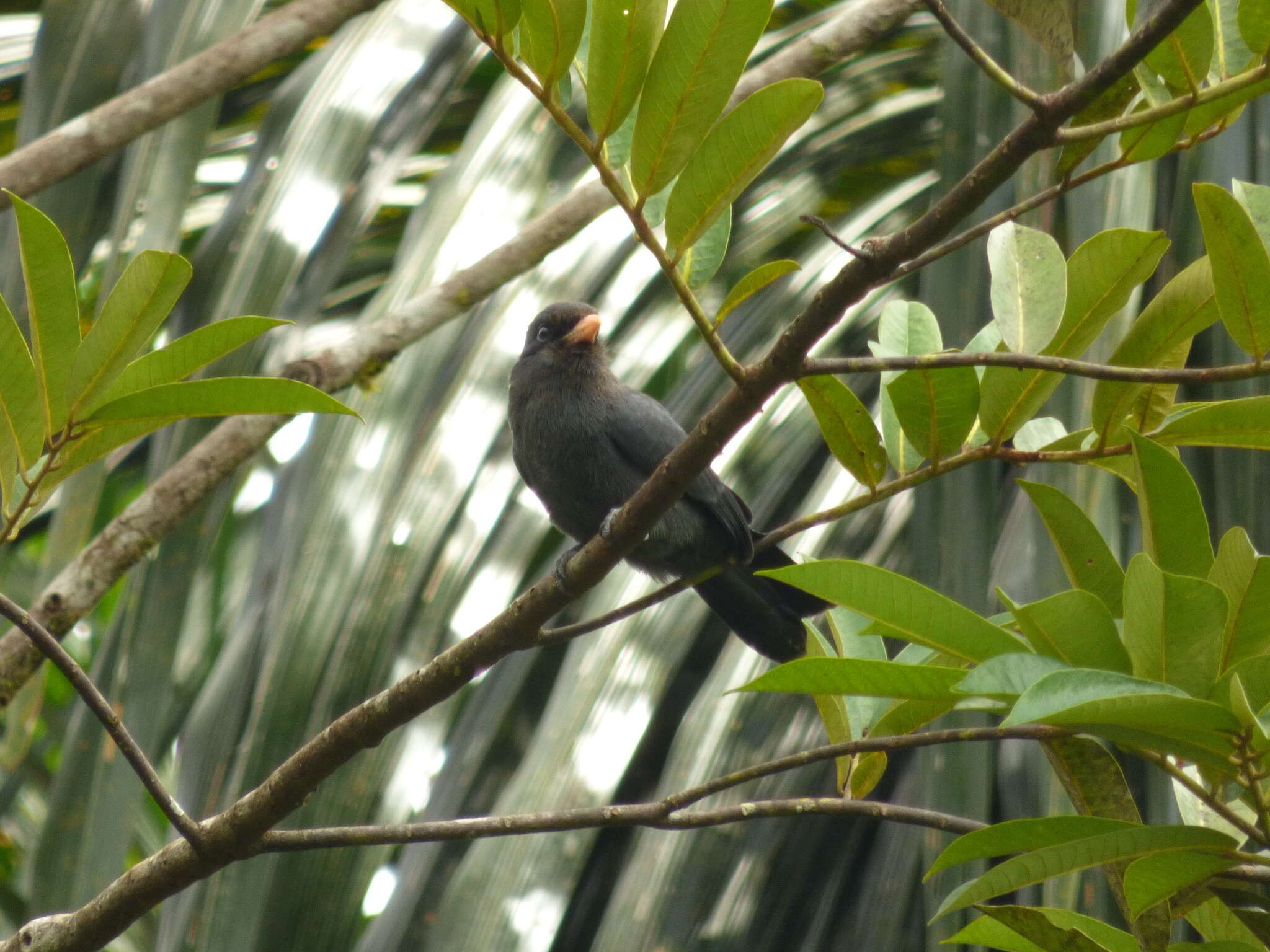 Image of Black-fronted Nunbird