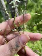 Image of Geyer's oniongrass