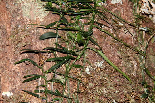 Image of Pothos scandens L.