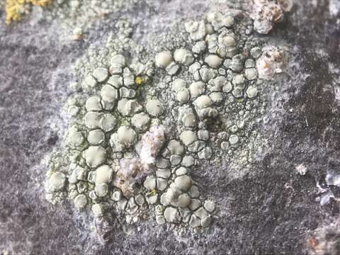 Image of rim lichen