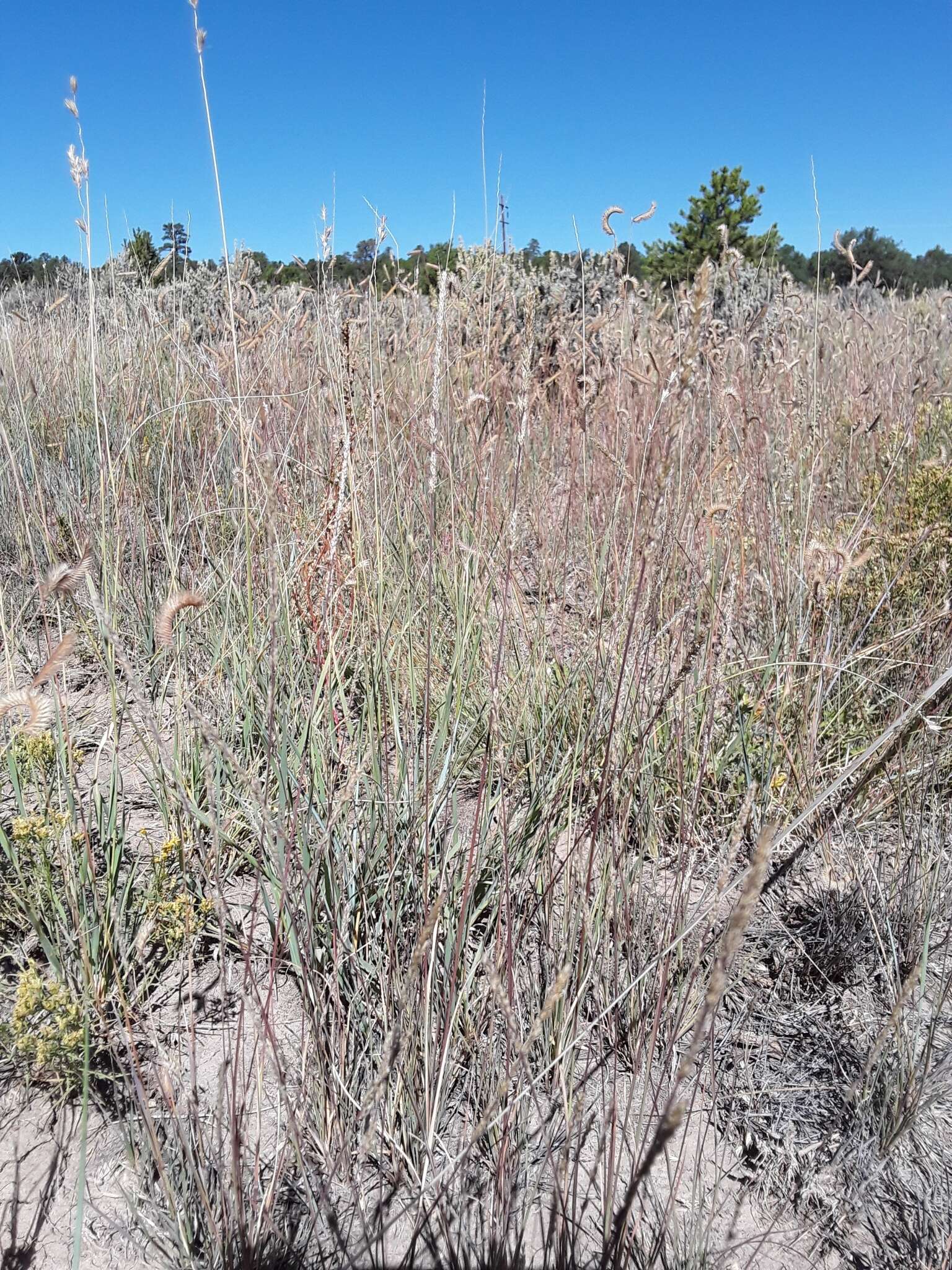 Plancia ëd Muhlenbergia wrightii Vasey ex J. M. Coult.