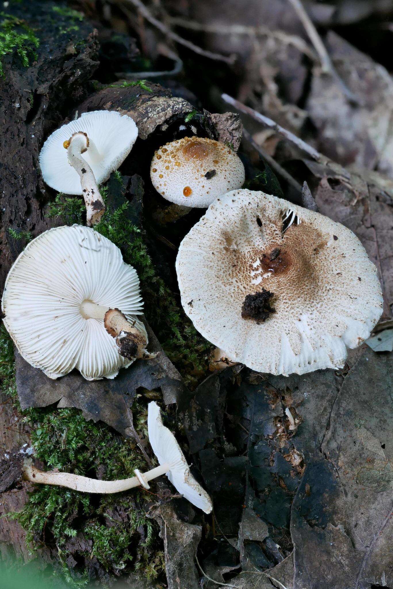 Image of Leucoagaricus dacrytus Vellinga 2010