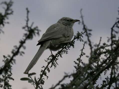 Image of Arabian Babbler