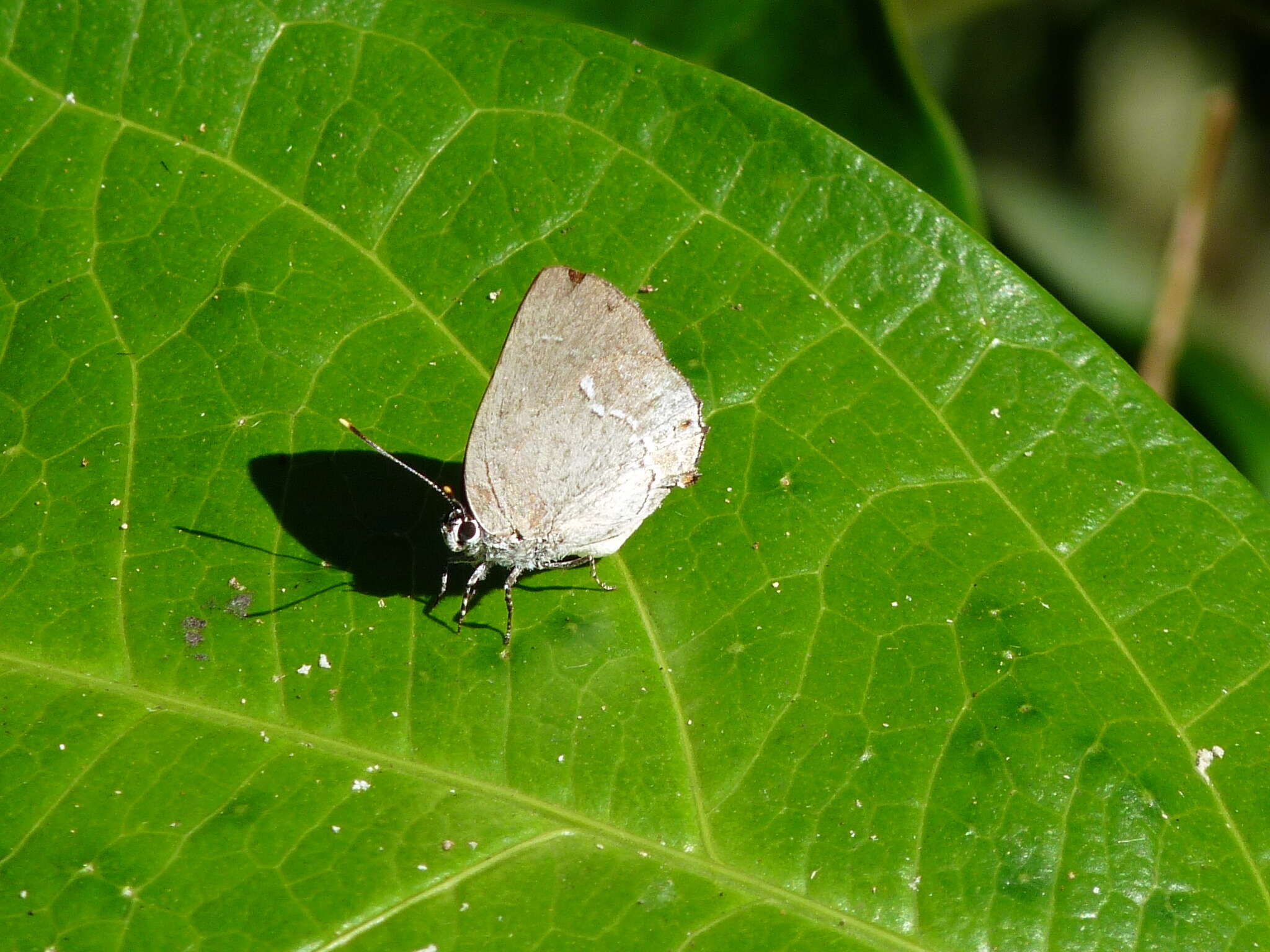 Imagem de Siderus leucophaeus