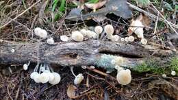 Image of Roridomyces austrororidus (Singer) Rexer 1994