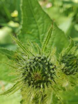 Image of Cirsium carniolicum Scop.