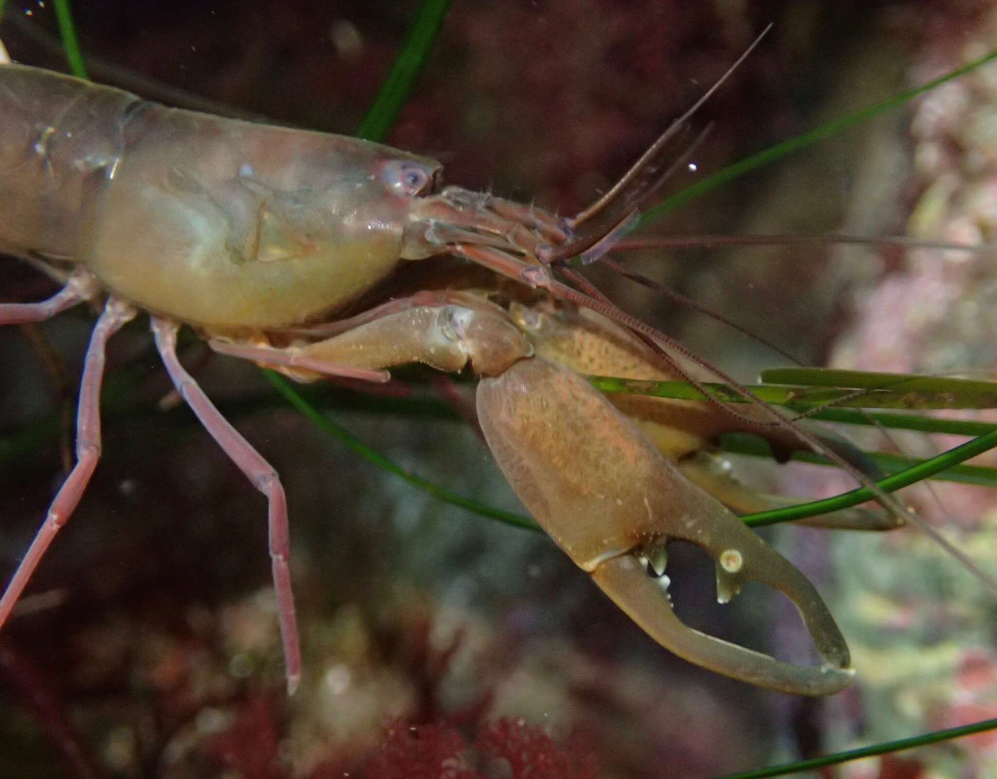 Image of visored shrimp