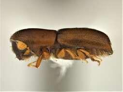 Image of Bark beetle