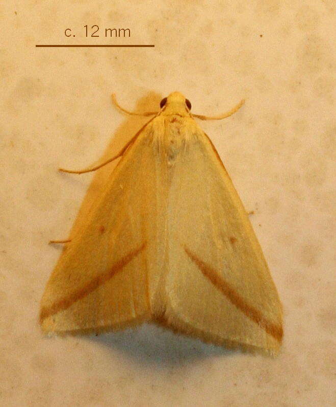 Слика од Rhodometra sacraria Linnaeus 1767