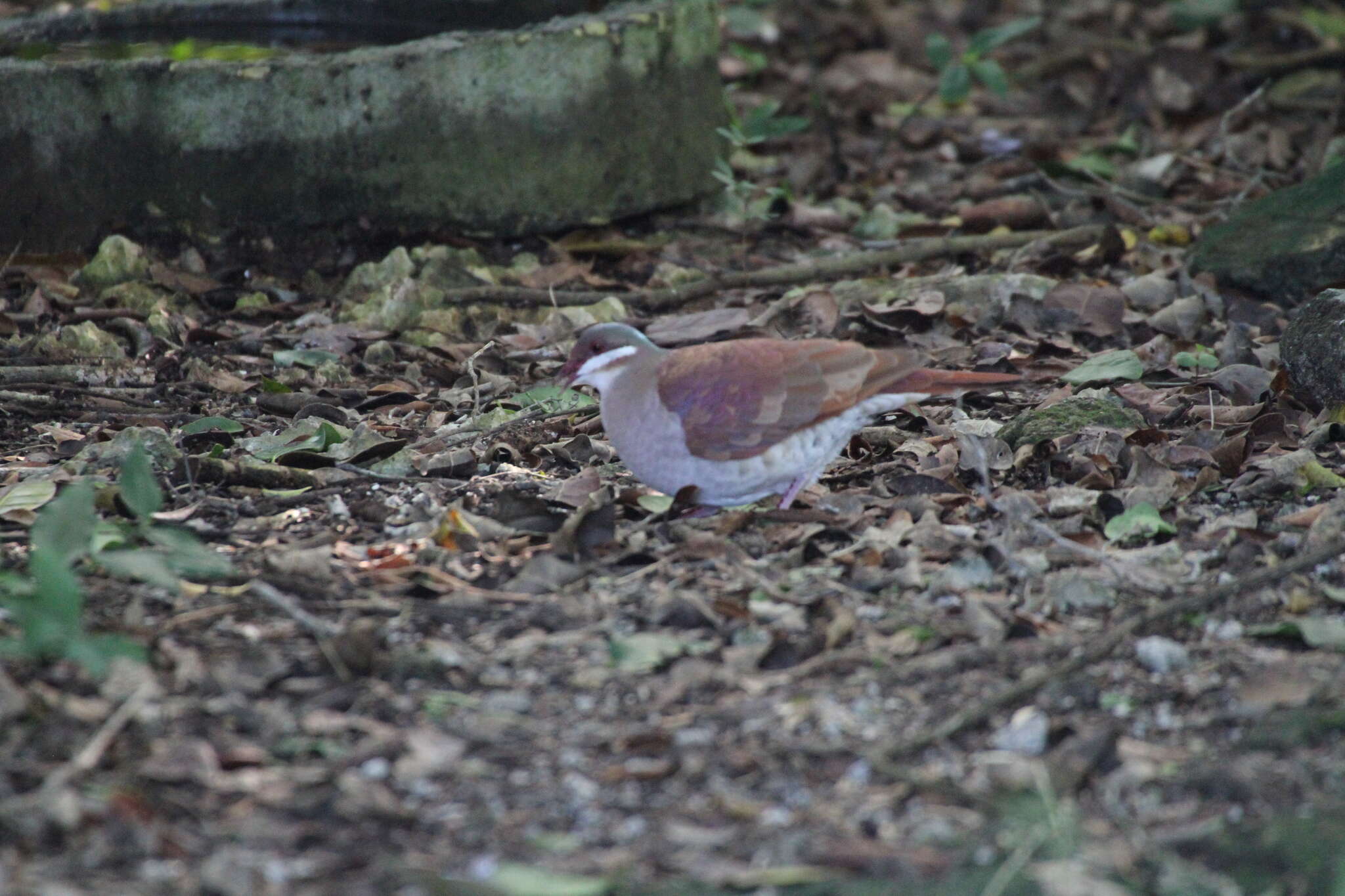 Image of Key West Quail-Dove