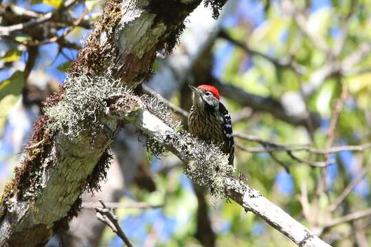 Image of Stripe-breasted Woodpecker