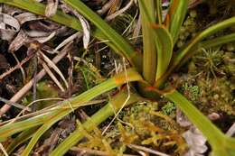 Image of Aciphylla crenulata Armst.