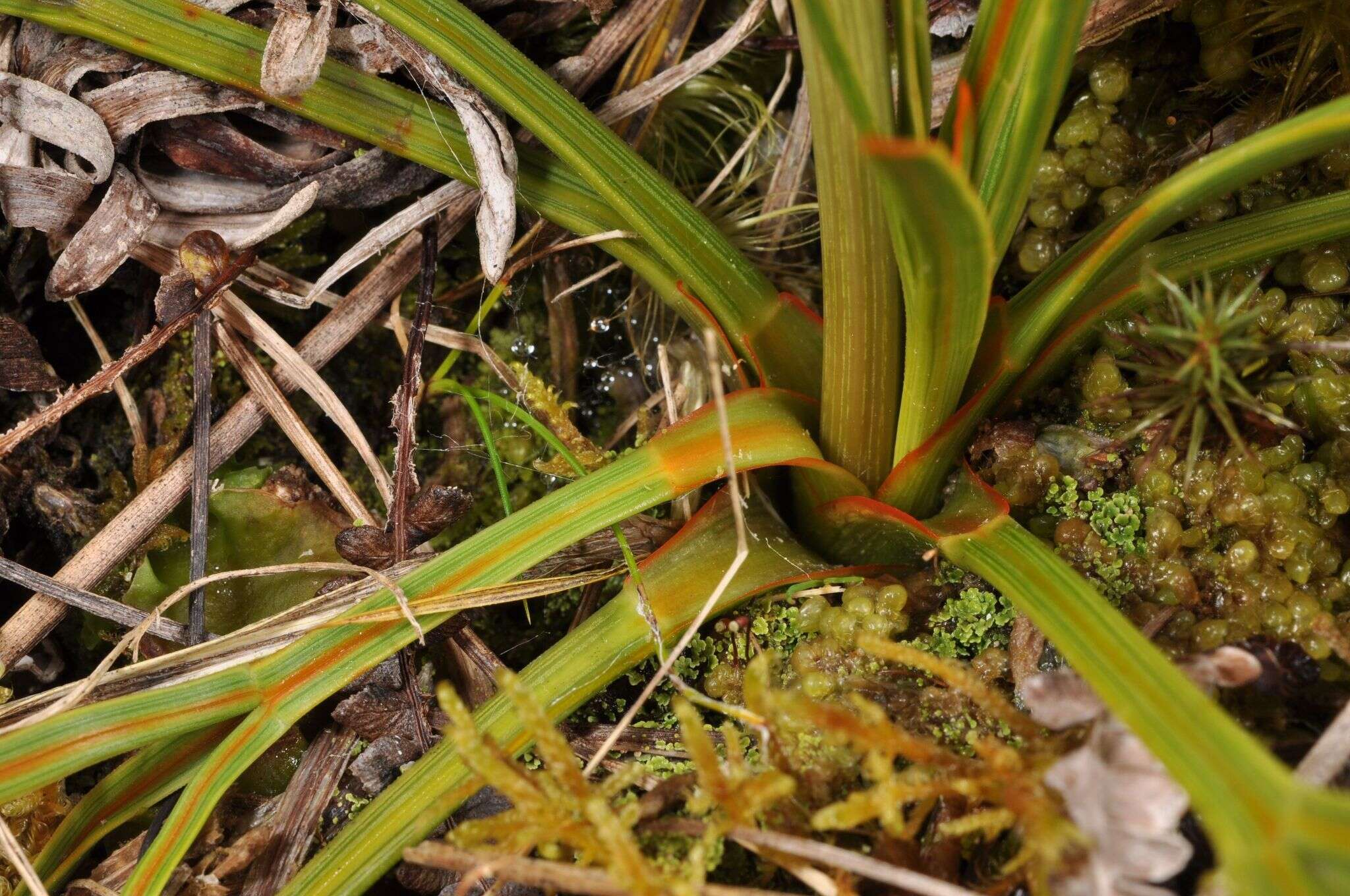 Image of Aciphylla crenulata Armst.
