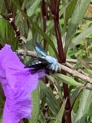 Image de Xylocopa abbotti (Cockerell 1909)