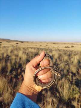 Image of Cape Sand Snake