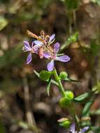 Image of mountain clarkia