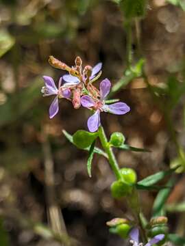 Clarkia heterandra (Torrey) H. Lewis & P. H. Raven resmi