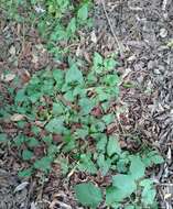 Convolvulus crenatifolius Ruiz & Pav. resmi