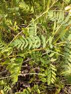 Image of Cooper's milkvetch