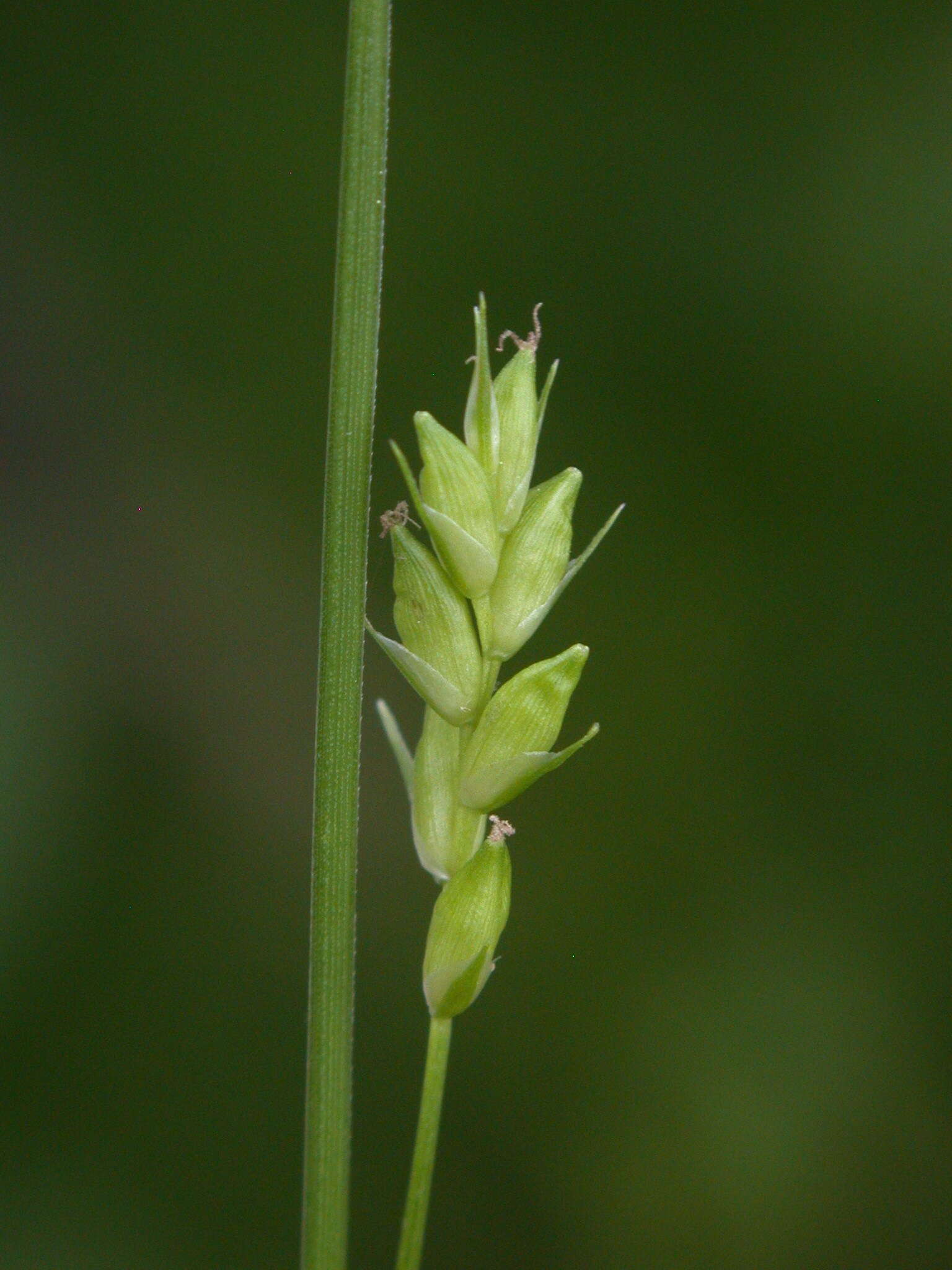 Image of eastern narrowleaf sedge