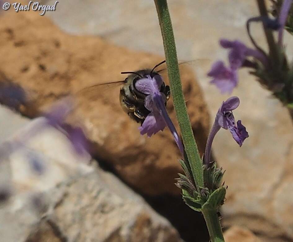 Image of Nepeta glomerata Montbret & Aucher ex Benth.