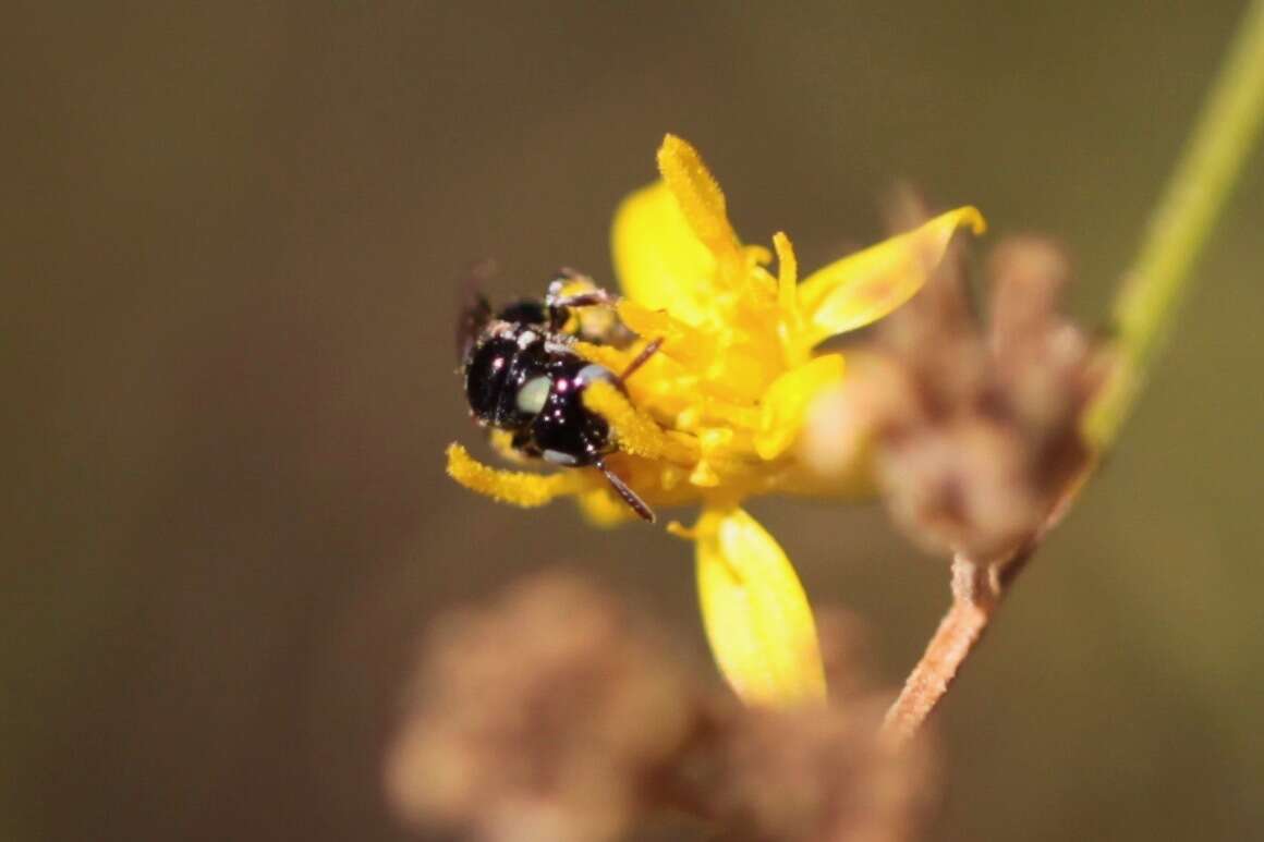 Sivun Ceratina arizonensis Cockerell 1898 kuva