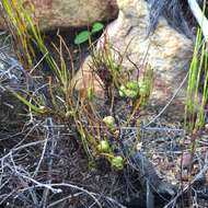 Image of Centella macrocarpa (Rich.) Adamson