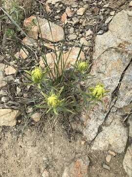 Image of cobwebby Indian paintbrush