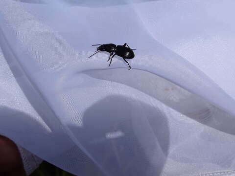 Plancia ëd Pterostichus (Cylindrocharis) rostratus (Newman 1838)