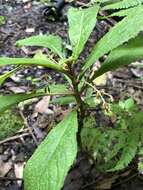 Image of Rhynchotechum discolor (Maxim.) B. L. Burtt