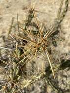 Image of Cylindropuntia molesta subsp. molesta