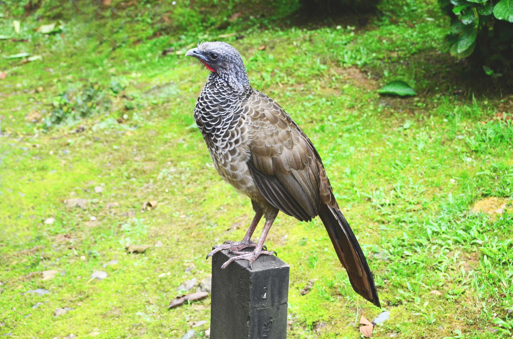 Image de Ortalide de Colombie