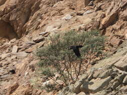 Image of Brown-necked Raven