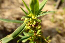 Image of Daphne pseudomezereum A. Gray