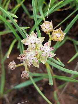 Image of Asclepias brevipes (Schltr.) Schltr.