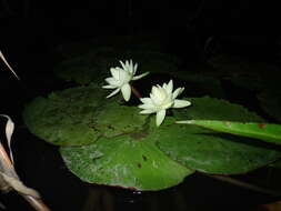 Imagem de Nymphaea rudgeana G. F. W. Mey.