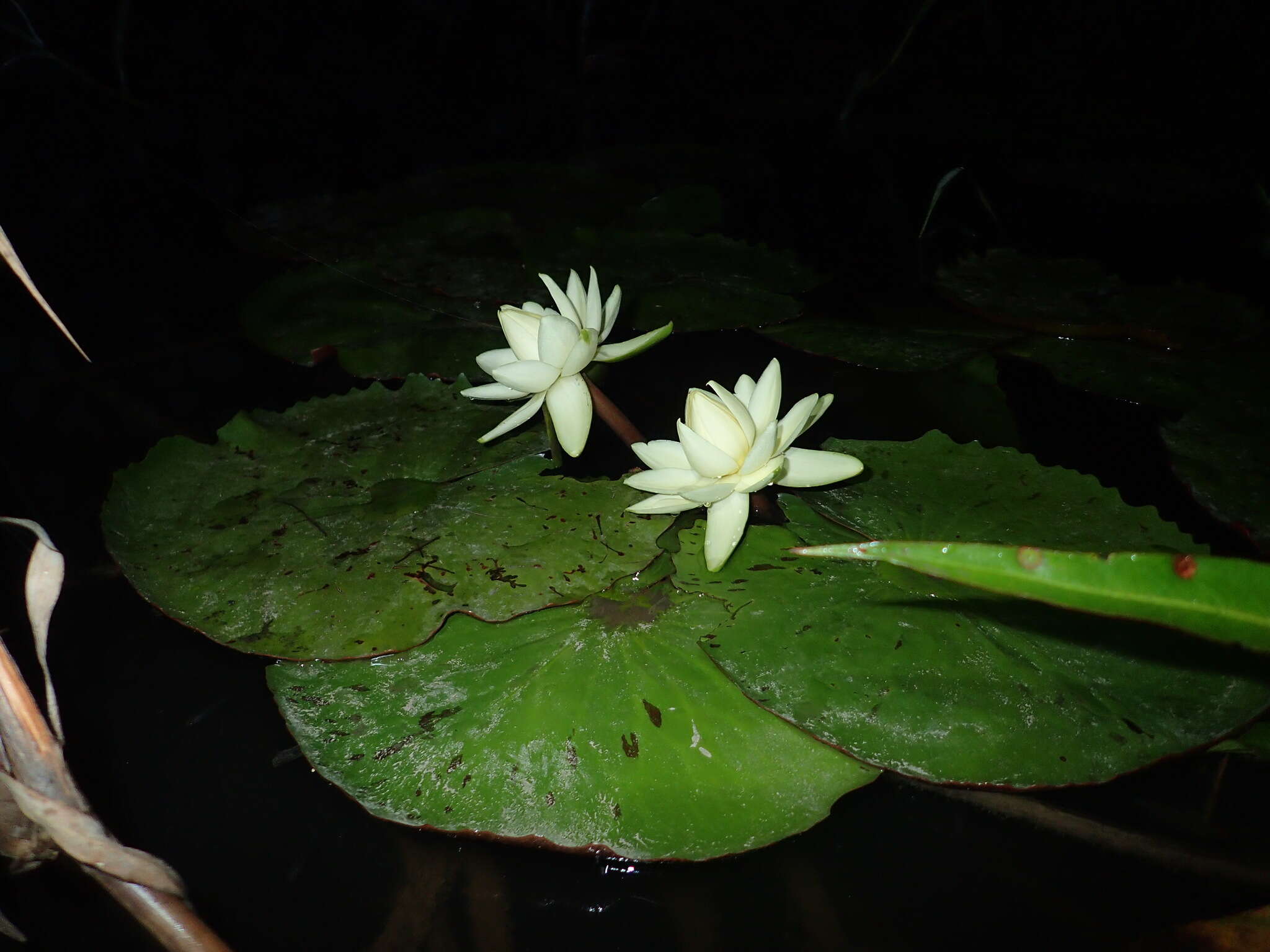 Image of Rudge's Water-Lily