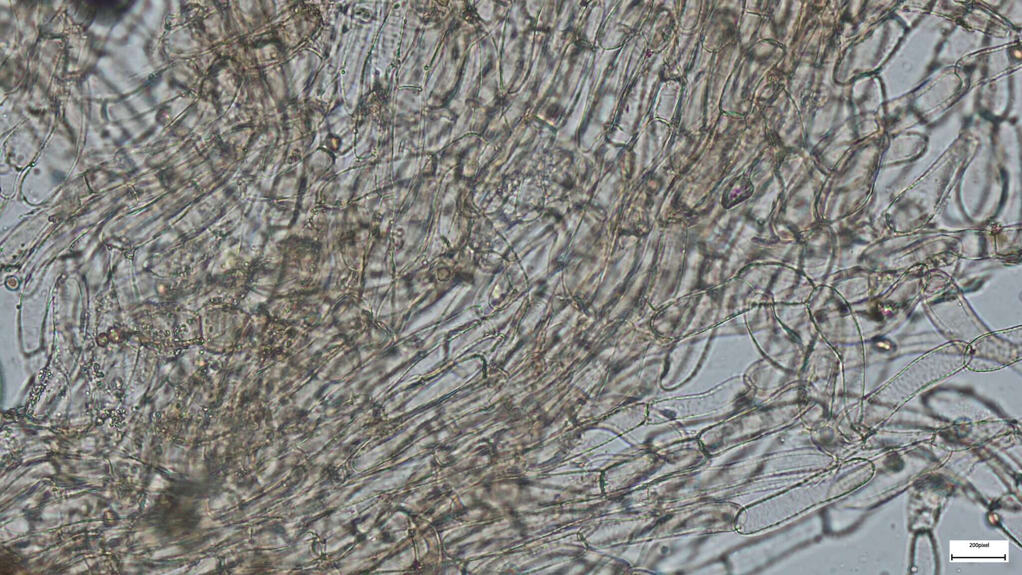 Image of Cystoagaricus strobilomyces (Murrill) Singer 1947