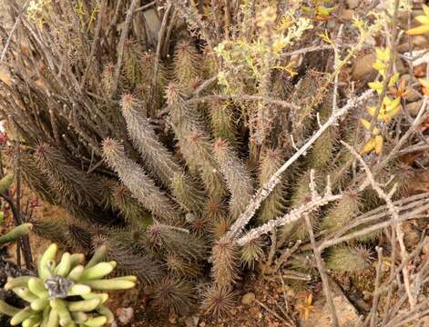 Image of Ceropegia pillansii Bruyns