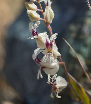 Image of secund jewelflower