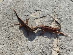 Image of brown anole