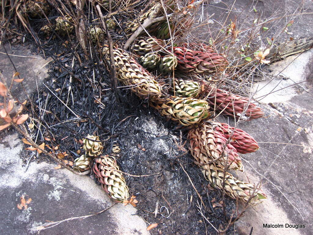 Image of Haworthiopsis coarctata var. coarctata