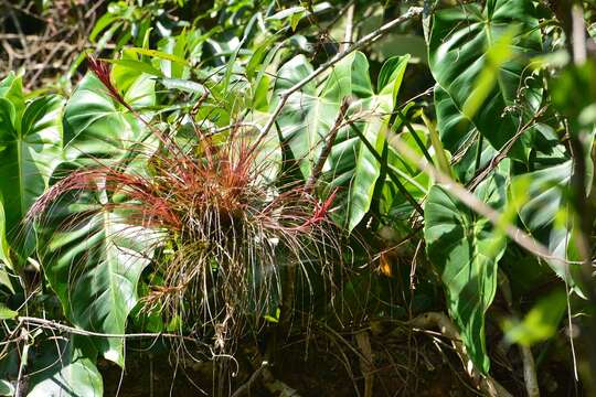 Слика од Tillandsia festucoides Brongn. ex Mez