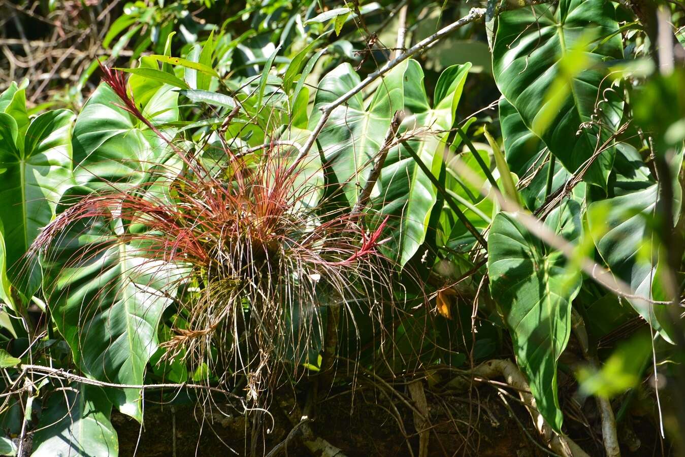 Imagem de Tillandsia festucoides Brongn. ex Mez