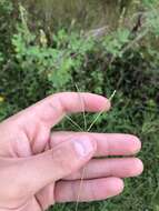 Image of Indian crabgrass