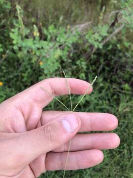 Sivun Digitaria longiflora (Retz.) Pers. kuva