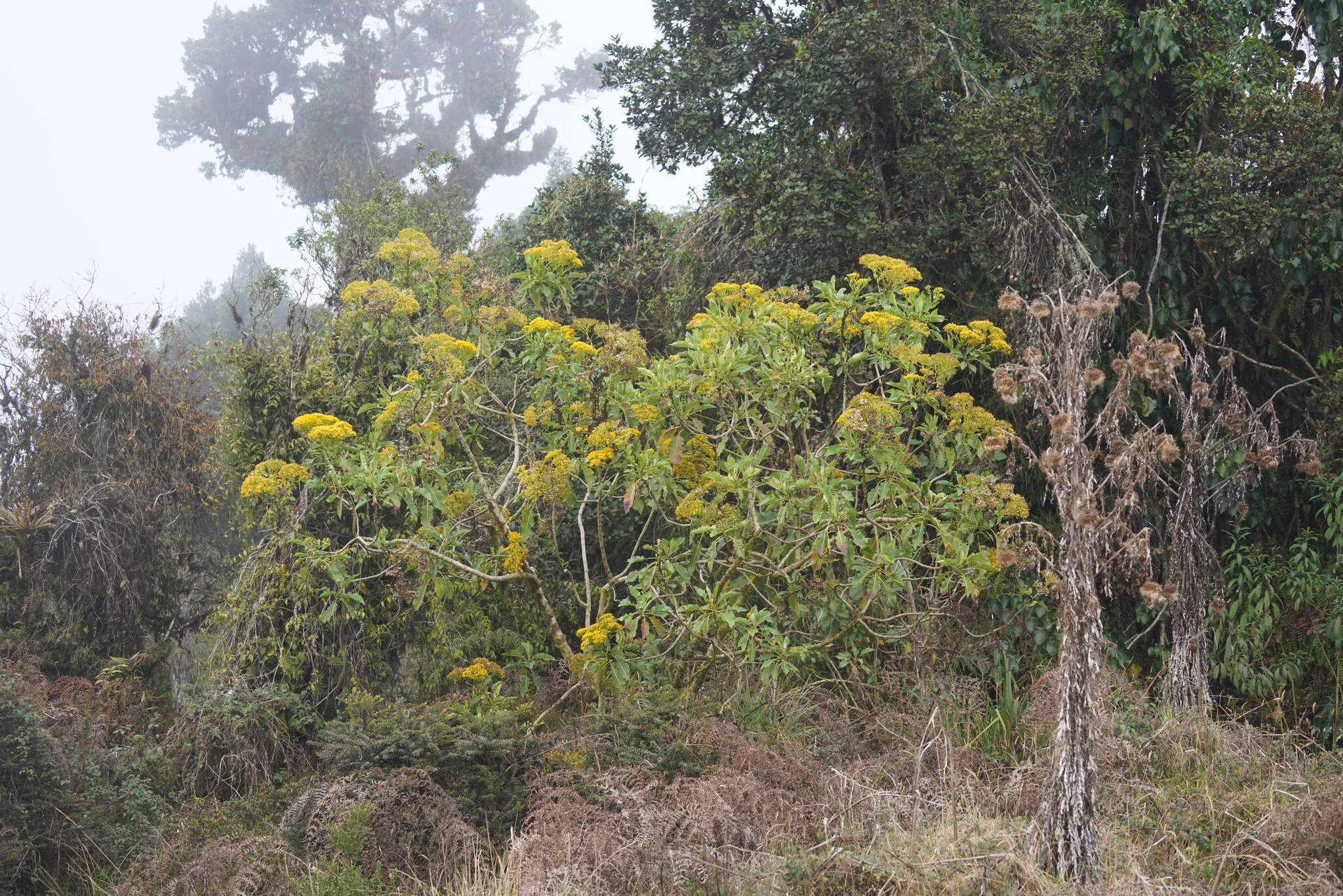 Image of Jessea cooperi (Greenm.) H. Rob. & Cuatrec.